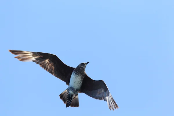 Küt kuyruklu Jaeger (Stercorarius pomarinus) — Stok fotoğraf