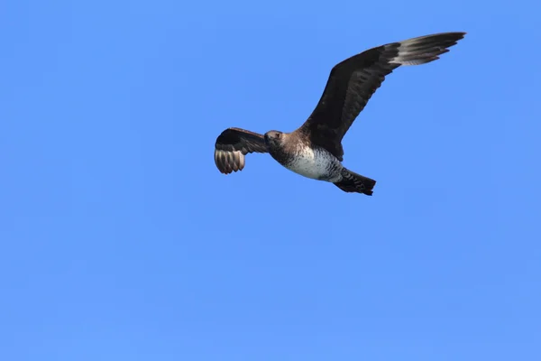 Küt kuyruklu Jaeger (Stercorarius pomarinus) — Stok fotoğraf