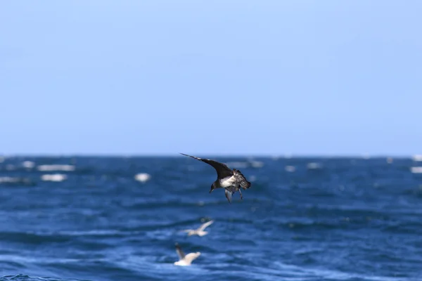 Pomarine Jaeger (Stercorarius pomarinus) — Stock Photo, Image