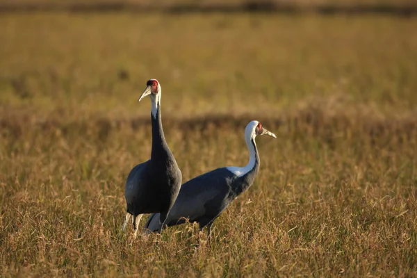 White-naped crane(Grus vipio) in izumi,kagoshima,japan — Stock Photo, Image