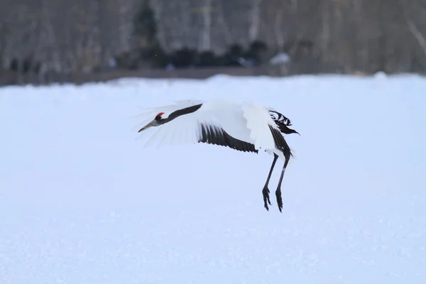 Japanse kraan in hokkaido, japan — Stockfoto