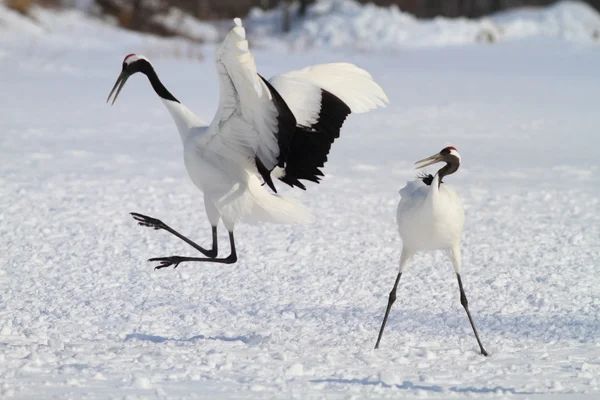 Japoński Żuraw w hokkaido, Japonia — Zdjęcie stockowe