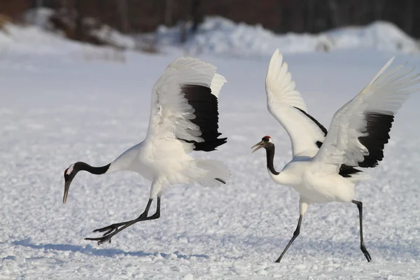 Japanse kraan in hokkaido, japan — Stockfoto