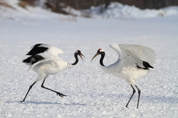 Japoński Żuraw w hokkaido, Japonia — Zdjęcie stockowe