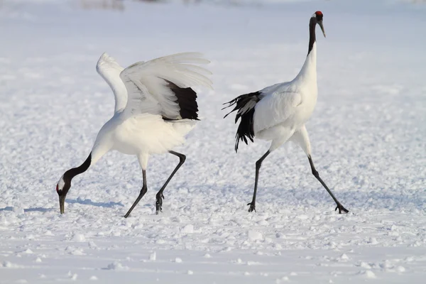 Gru giapponese a Hokkaido, Giappone — Foto Stock