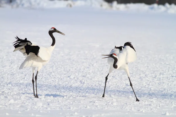 Gru giapponese a Hokkaido, Giappone — Foto Stock