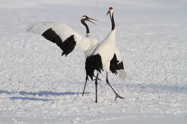 Japoński Żuraw w hokkaido, Japonia — Zdjęcie stockowe