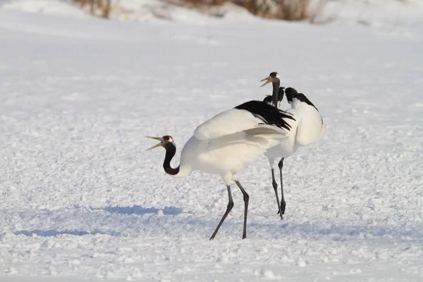 Japanse kraan in hokkaido, japan — Stockfoto