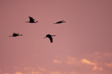 Kukuletalı vinç (grus monacha) Izumi, kagoshima, Japan