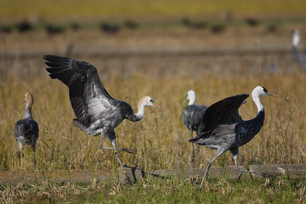 Kapuzenkranich (grus monacha) in izumi, kagoshima, japan — Stockfoto