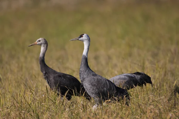 Kapuzenkranich (grus monacha) in izumi, kagoshima, japan — Stockfoto