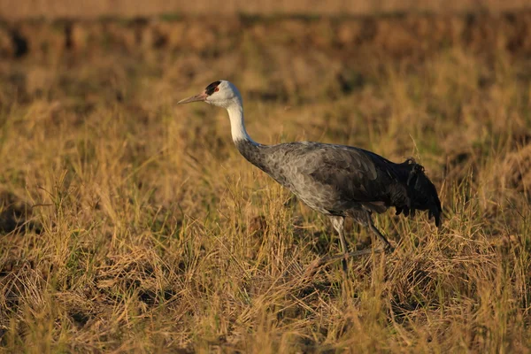 Grue à capuchon (Grus monacha) en Izumi, kagoshima, Japon — Photo