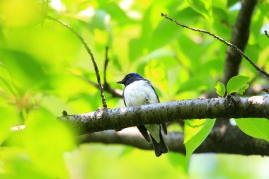 Mavi ve beyaz sinekkapan (Cyanoptila cyanomelana) erkek, Japonya