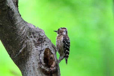 Japon cüce ağaçkakan (dendrocopos kizuki seebohmi) Japonya'nın erkek