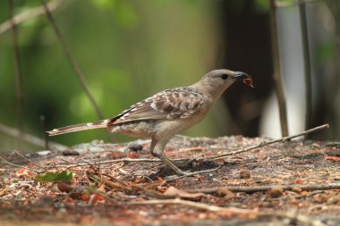 Avustralya'da büyük Bowerbird (Chlamydera nuchalis)