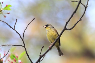 Kara yüzlü kiraz kuşu (Emberiza spodocephala personata) erkek, Japonya