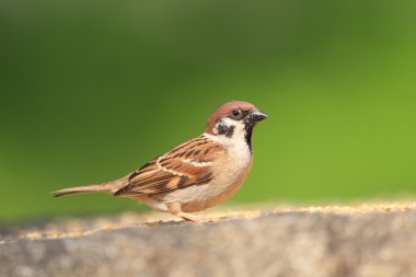 Avrasya ağaç serçesi (Passer montanus) Japonya'da