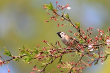 Avrasya ağaç serçesi (Passer montanus) Japonya'da