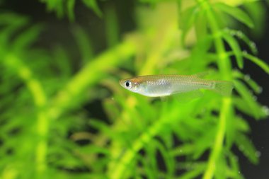 일본에서 일본 쌀 물고기 (oryzias latipes)