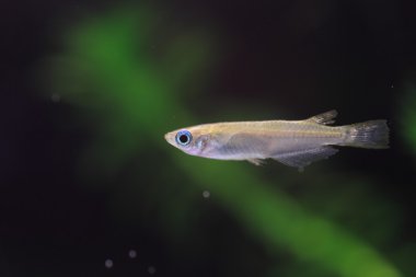 일본에서 일본 쌀 물고기 (oryzias latipes)