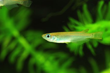 일본에서 일본 쌀 물고기 (oryzias latipes)