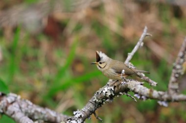 Tayvan Yuhina (Yuhina brunneiceps)