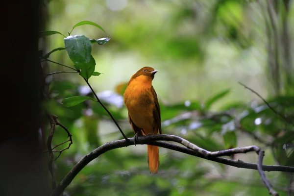 Bowerbird dorado (Prionodura newtoniana) en el norte de Australia — Foto de Stock