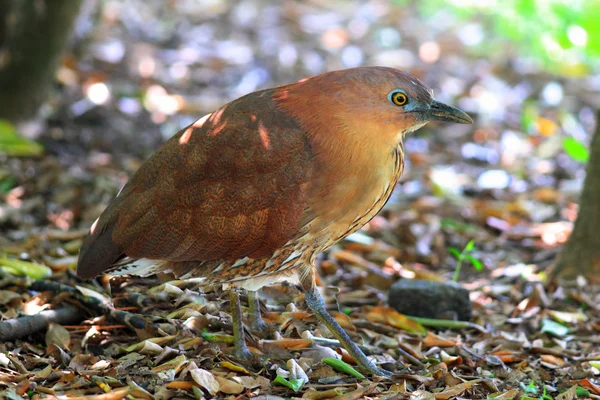 Garza nocturna japonesa (Gorsachius goisagi) en Japón — Foto de Stock