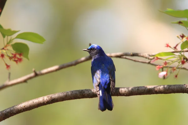 Blau-weißer Fliegenschnäpper (cyanoptila cyanomelana) Männchen in Japan — Stockfoto