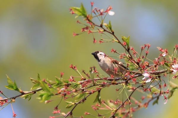 Eurasian Tree Sparrow (Passer montanus) in Japan — Stock Photo, Image