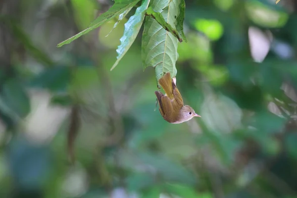 Yuhina dal ventre bianco — Foto Stock