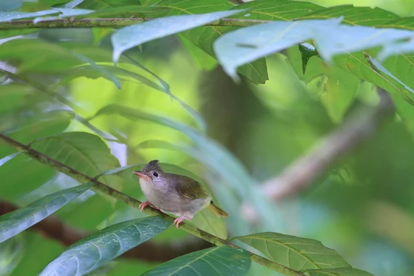 Weißbauch-Yuhina — Stockfoto