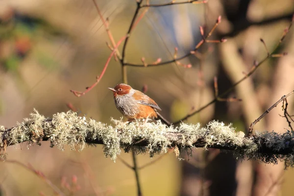 Taiwan Barwing (Actinodura morrisoniana) en Taiwán — Foto de Stock