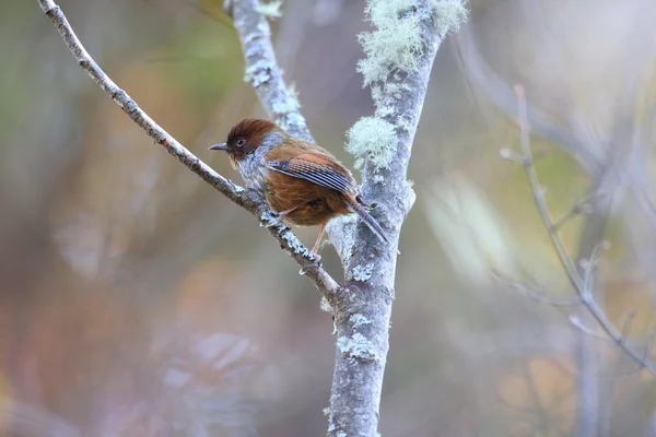 台湾でシマドリ (Actinodura morrisoniana) — ストック写真