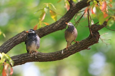 Beyaz yanaklı Starling (Sturnus cineraceus), Japonya