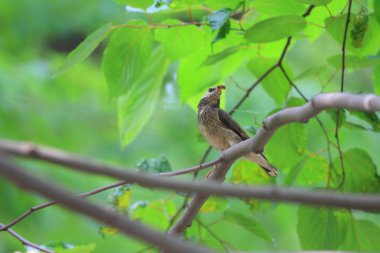 Beyaz yanaklı Starling (Sturnus cineraceus), Japonya