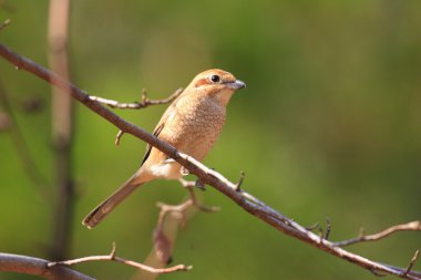 Boğa başlı örümcek kuşu (Lanius bucephalus) Japonya'da