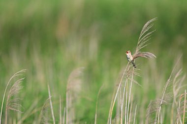 Oriental kamışçın (Acrocephalus orientalis) Japonya'da
