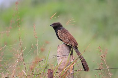 Avustralya'da sülün Coucal (Centropus phasianinus)