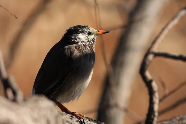 Étourneau à joues blanches (Sturnus cineraceus) au Japon — Photo