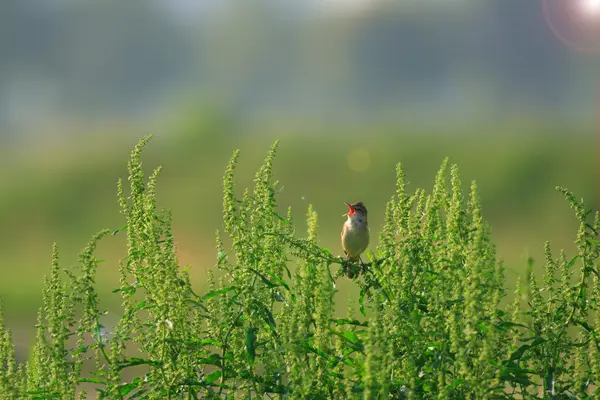 Oriental Reed ωδικό πτηνό (Acrocephalus orientalis) στην Ιαπωνία — Φωτογραφία Αρχείου