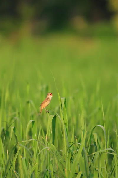 Oriental Reed Warbler (Acrocephalus orientalis) no Japão — Fotografia de Stock