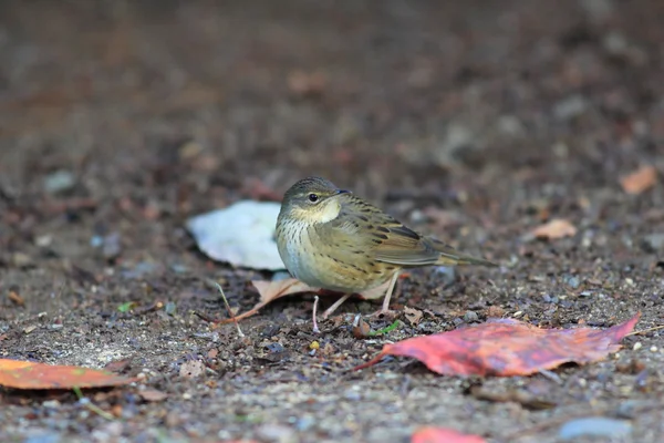 Lanceolated Warbler (Locustella lanceolata) en Japón —  Fotos de Stock