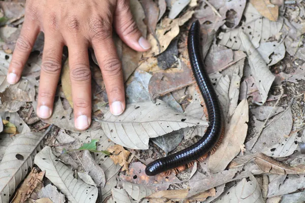 Giant Millipede Malesiassa — kuvapankkivalokuva