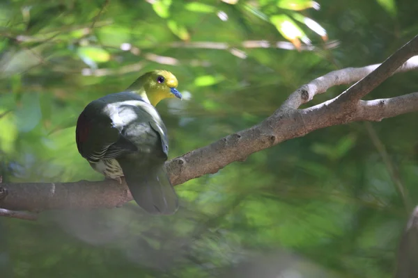 Piccione verde bianco o giapponese (Treron sieboldii) in Giappone — Foto Stock