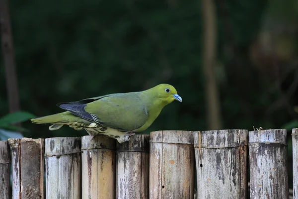 Pigeon vert (Treron sieboldii) au Japon — Photo