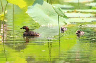 Küçük batağan (Tachybaptus ruficollis) Japonya'da iç içe geçirme