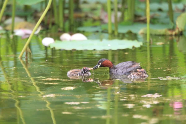 Piccolo Grebe (Tachybaptus ruficollis) nidificante in Giappone — Foto Stock