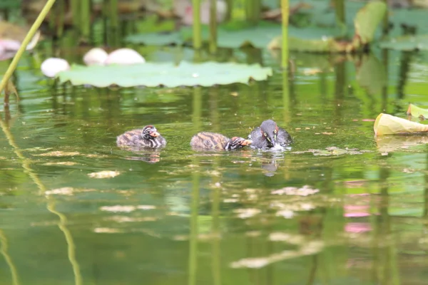 Petit Grèbe (Tachybaptus ruficollis) nichant au Japon — Photo