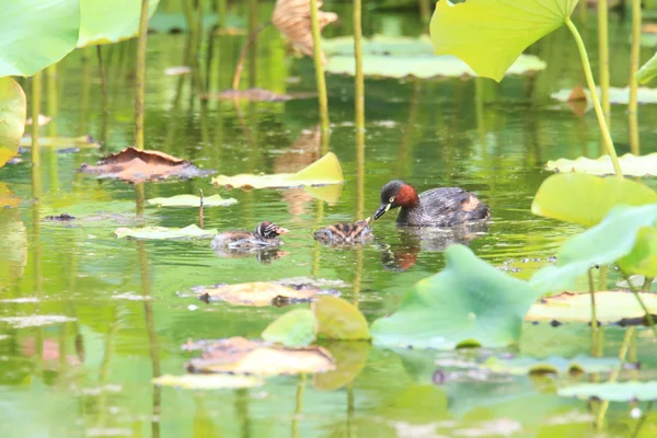 Pequeno Grebe (Tachybaptus ruficollis) nidificação no Japão — Fotografia de Stock